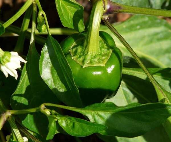 Від ножиць до яблук: коли і як правильно знімати перець, щоб він швидко дозрів і довго зберігався