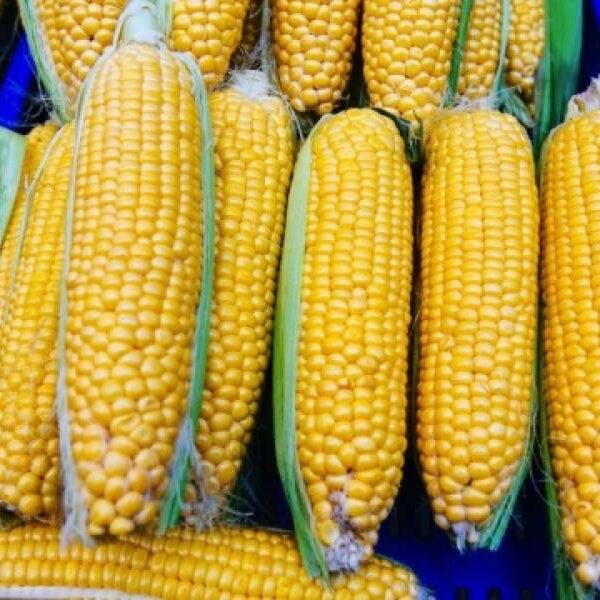 USDA прогнозує збільшення виробництва та експорту української кукурудзи