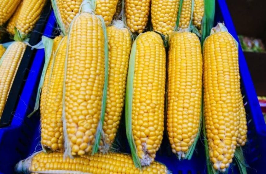 USDA прогнозує збільшення виробництва та експорту української кукурудзи