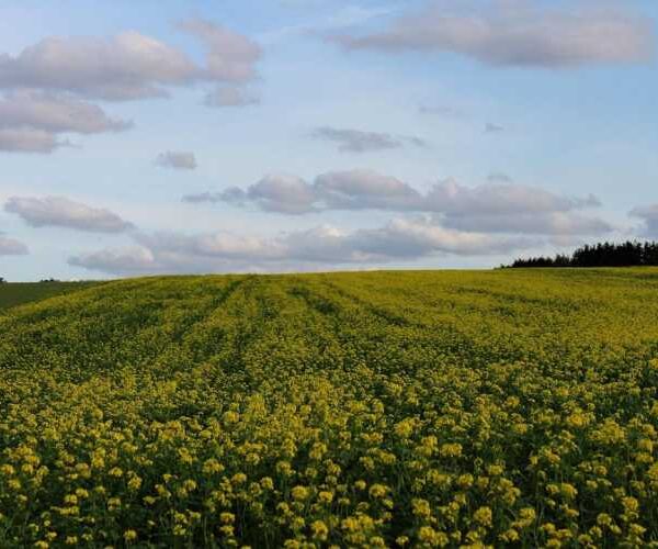 Навіщо сіяти сидерати у вересні: природне добриво для виснаженого ґрунту