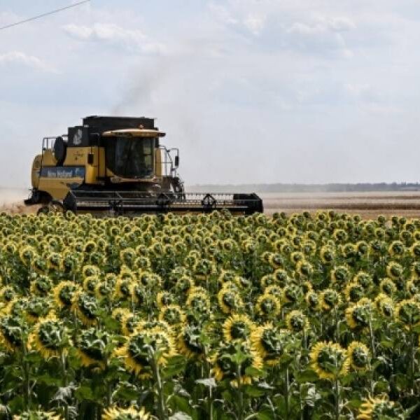В Україні ціни на соняшник та олію перевищують світові через низькі запаси