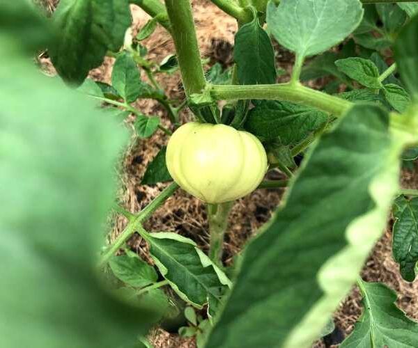 Полив, підживлення, обрізка: повний серпневий чек-лист для міцних і смачних томатів