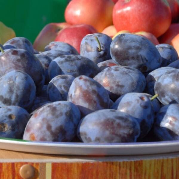 В Україні стрімко знижуються ціни на сливи