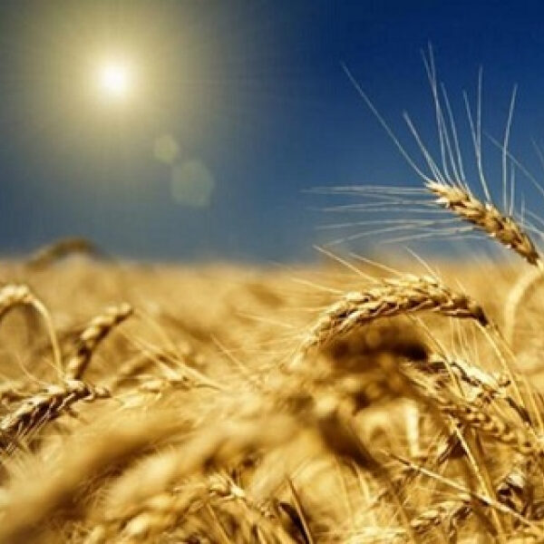 Яка середня ціна гектара землі в Україні