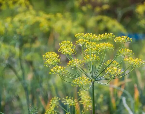 Чому кріп стає ворогом: він пригнічує зростання цих 4 важливих культур