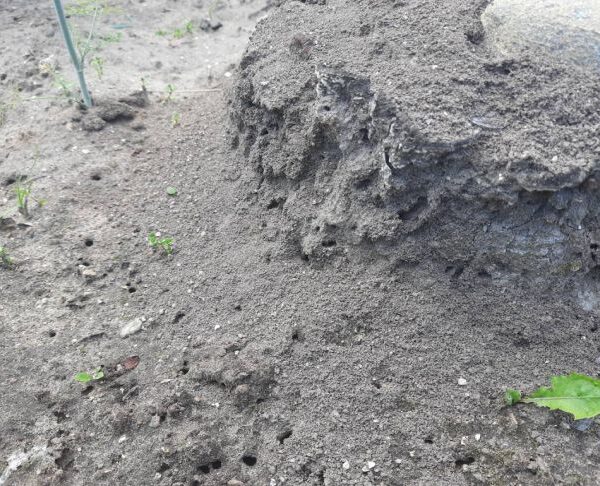 Як позбутися мурах на грядці: простий спосіб без хімії