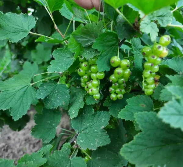 Як боротися з попелицею на смородині: перевірений спосіб