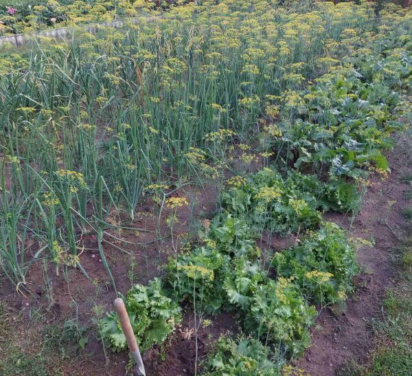 Чому ці 5 пар рослин гублять один одного на грядці