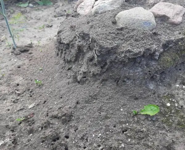 Як позбутися мурах на грядці: хитрощі, які працюють