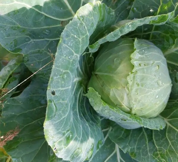 Що буде, якщо посадити капусту поряд з огірками: помилка чи правильне рішення