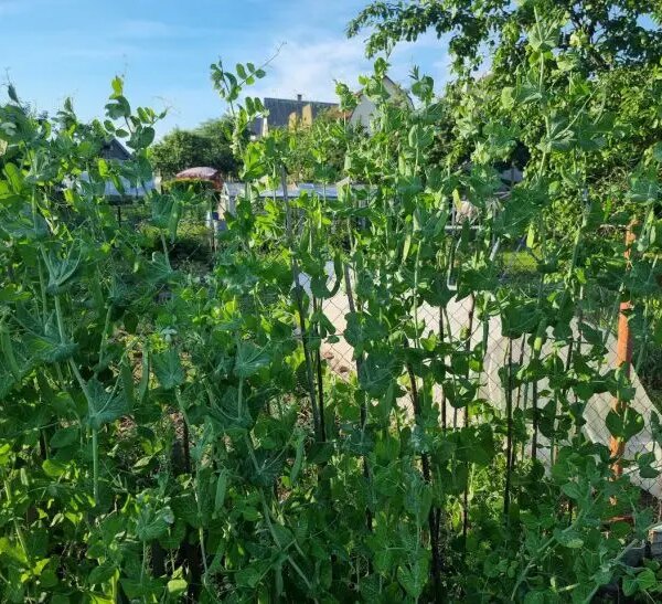 Що посадити після гороху, щоб він залишив цінну спадщину у ґрунті — скористайтесь порадою