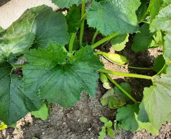 Помилка, що веде до низького врожаю: що садити після кабачків