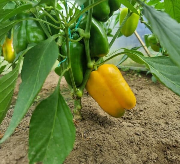 Як перець шкодить бобам: невидима боротьба за їжу під землею