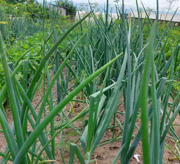 Що не можна садити поряд з цибулею: поради городників