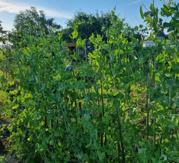 Після щавлю: яка культура виправить кислий ґрунт