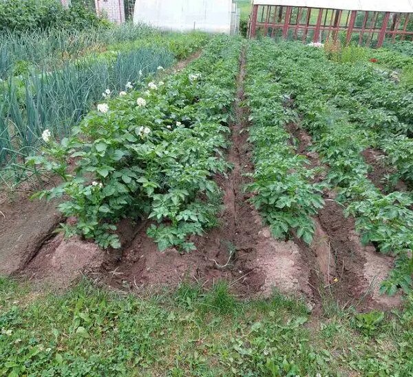 Як боротися з мурахами на грядках: перевірений спосіб