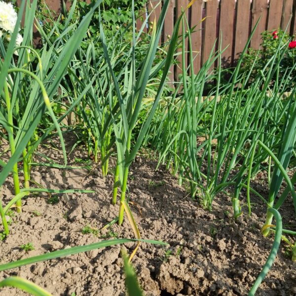 Як відновити ґрунт після цибулі: що посадити, щоб земля не «втомилася»