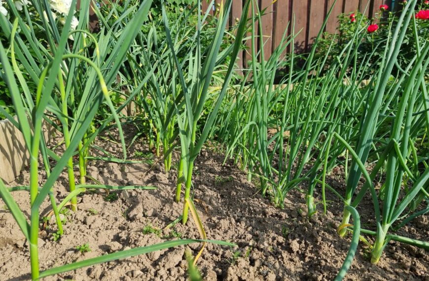 Як відновити ґрунт після цибулі: що посадити, щоб земля не «втомилася»