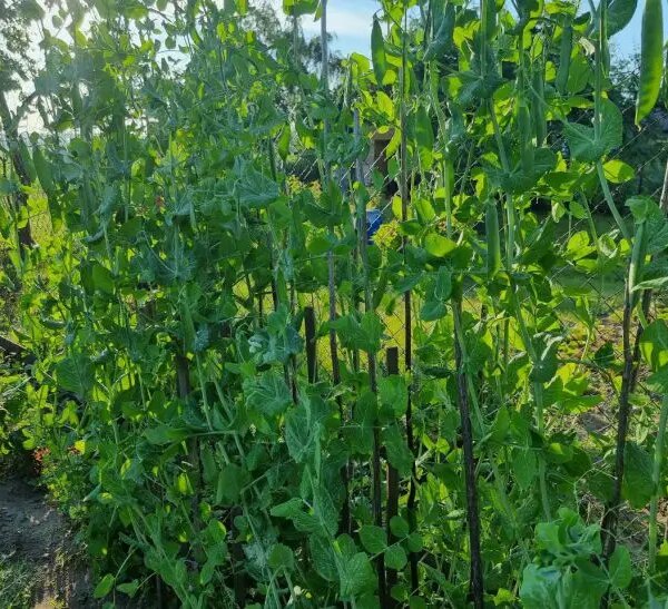 Чому не можна садити горох поруч із цибулею: фатальна помилка