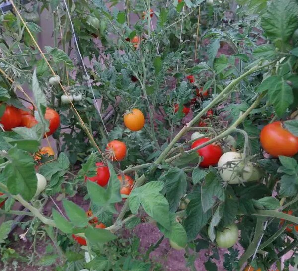 Чому після томатів потрібно садити саме це: про що ще не знають багато городників