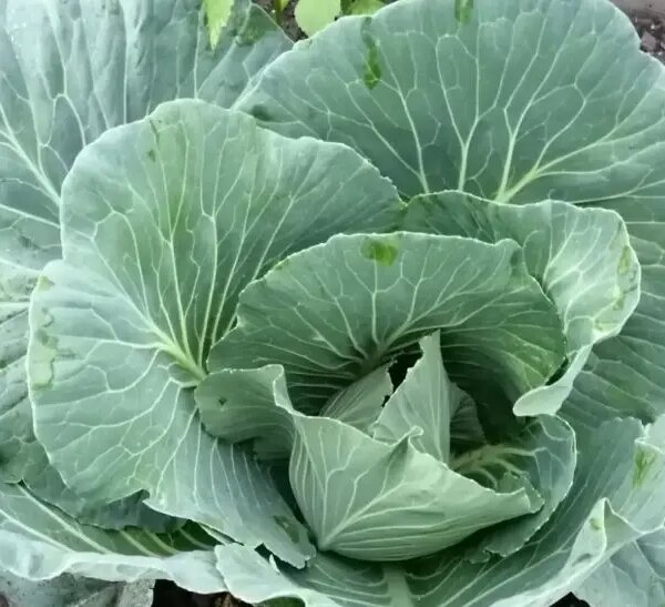 Чому небезпечно садити моркву після капусти: правда про ґрунт