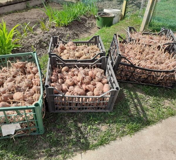 Що буде, якщо садити картоплю на одному місці три роки поспіль