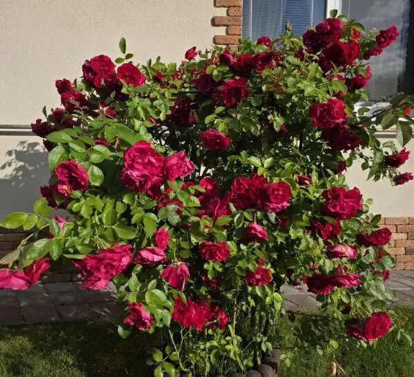 Навіщо садити часник поруч із трояндами: несподіваний ефект