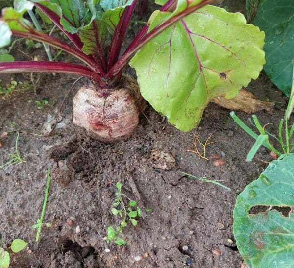 Чим засіяти ділянку після буряків: новий урожай, який візьме естафету