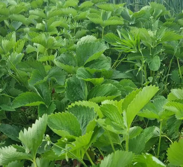 Яку культуру посіяти після полуниці: покращуємо ґрунт за один сезон