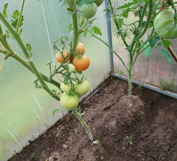 Чому огірки в'януть поруч із помідорами: війна коріння, яку ви не бачите