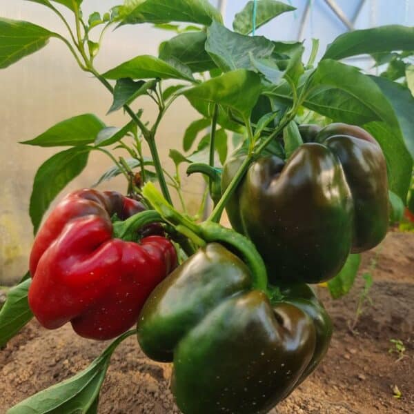 Чому не можна садити томати після перцю: правда про хвороби