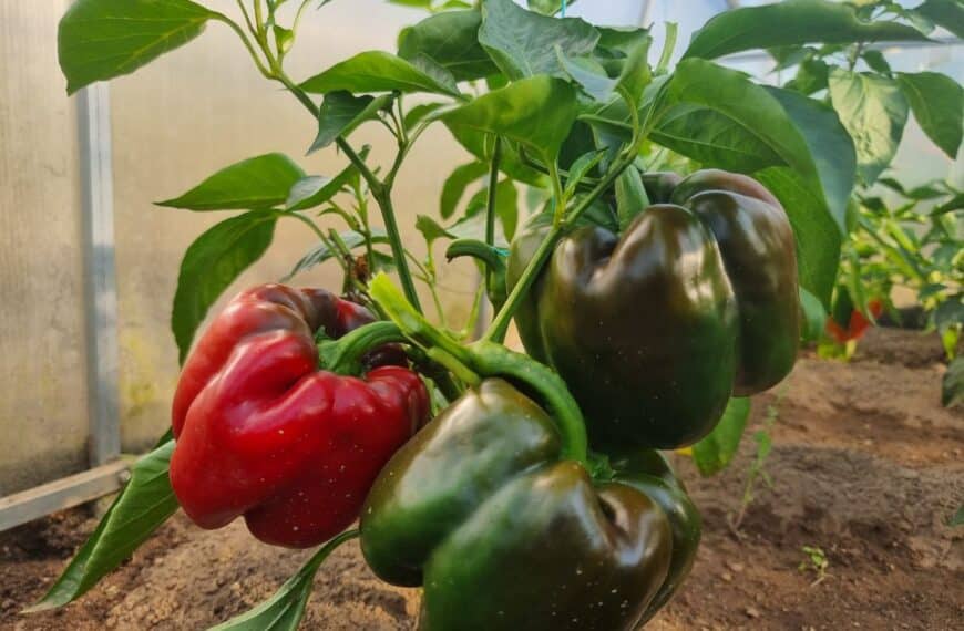 Чому не можна садити томати після перцю: правда про хвороби