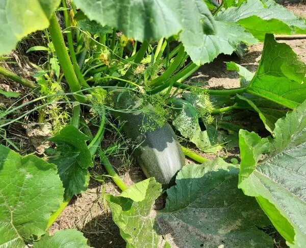 Що вирощувати після кабачків: лайфхак для втомленої землі