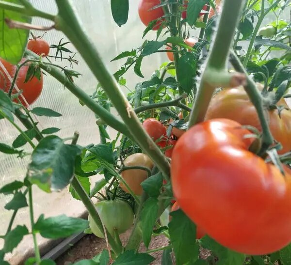 Що буде, якщо посадити помідори поруч із огірками: правда про сумісність