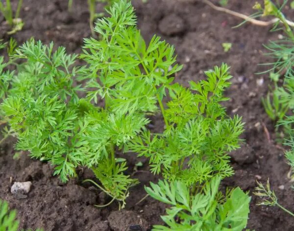 Який сусід губить урожай моркви: помилка, через яку коренеплоди гірчать