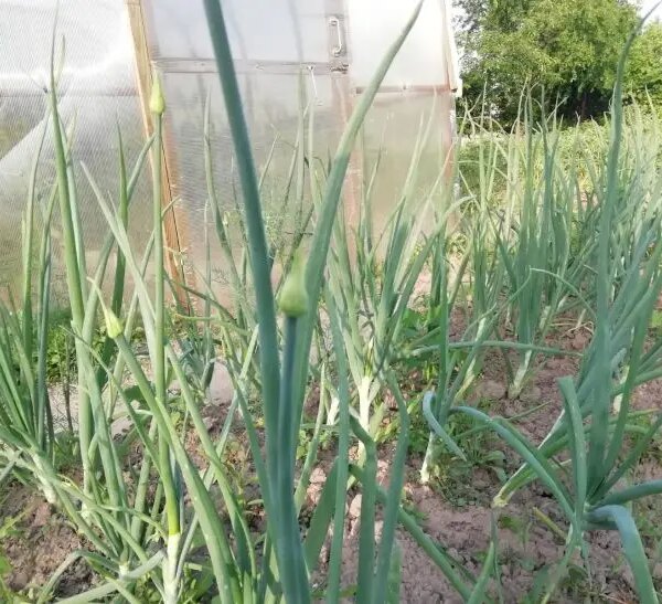 Що буде, якщо посадити цибулю поряд із морквою: правда про сумісність