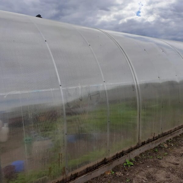 Навіщо ставити пляшки у теплицю: хитрість, яка працює завжди