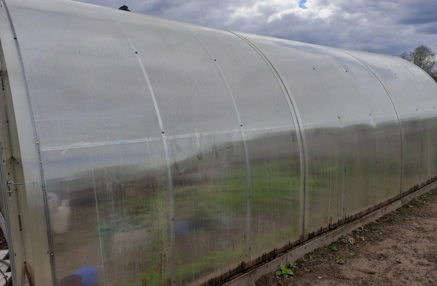 Навіщо ставити пляшки у теплицю: хитрість, яка працює завжди