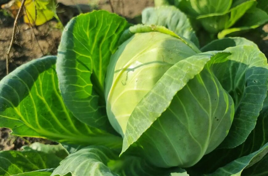 Чому не можна садити капусту після редьки: правда про хвороби