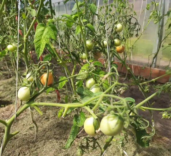 Який сидерат посіяти після томатів: зелений лікар для втомленого ґрунту