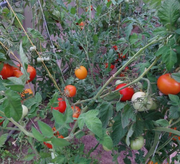 Що станеться, якщо посадити томати поруч із картоплею: дачна хитрість чи помилка