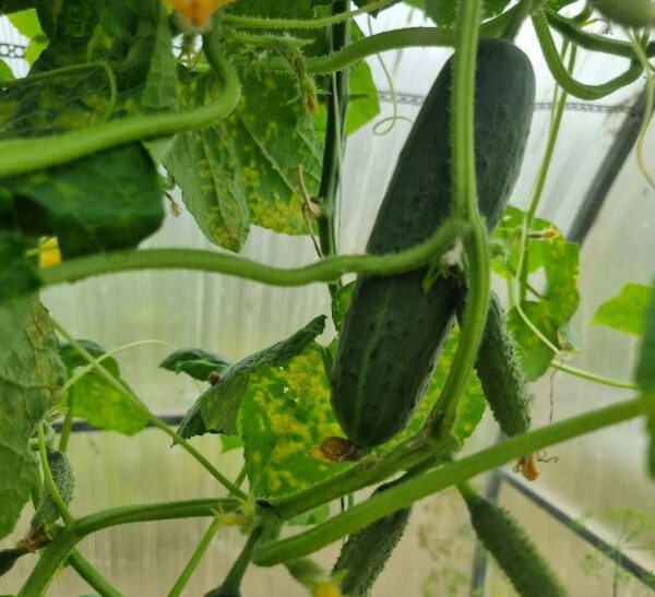 Що посадити після огірків: хитрість для ідеальної сівозміни