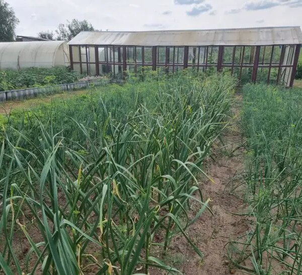 Коли варто класти бананову шкірку в землю: хитрість садівників