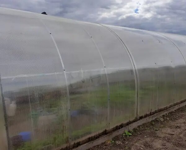 Що не можна робити у теплиці навесні: поради досвідчених городників