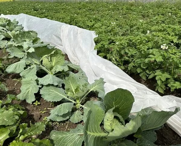 Що посадити після капусти, щоб обдурити шкідників та отримати подвійний урожай: хитрість досвідчених городників