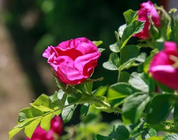 Навіщо класти часник поруч із трояндами: несподіваний ефект