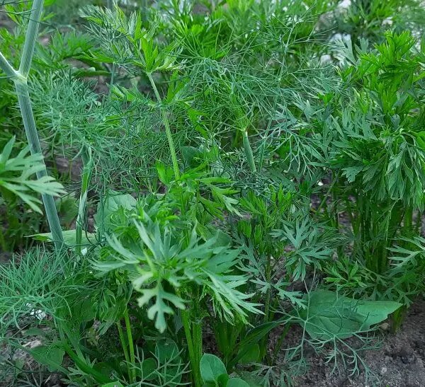 Чому не можна садити моркву після квасолі: правда про ґрунт