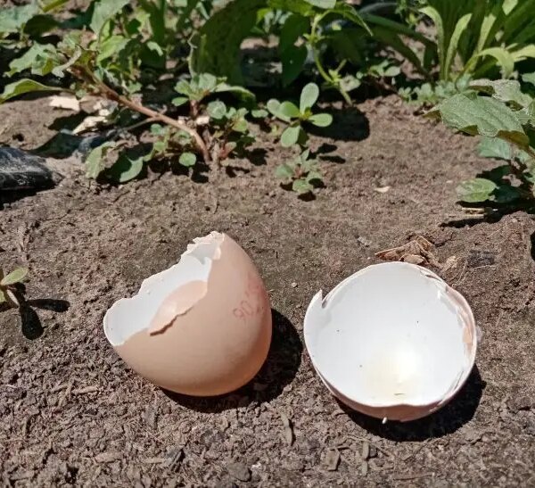 Навіщо класти яєчну шкаралупу в землю: несподіваний ефект