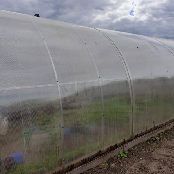 Навіщо класти бананову шкірку в теплицю: несподіваний ефект