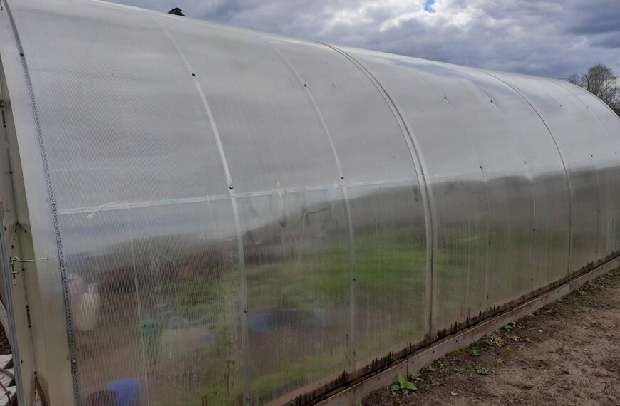 Навіщо класти бананову шкірку в теплицю: несподіваний ефект